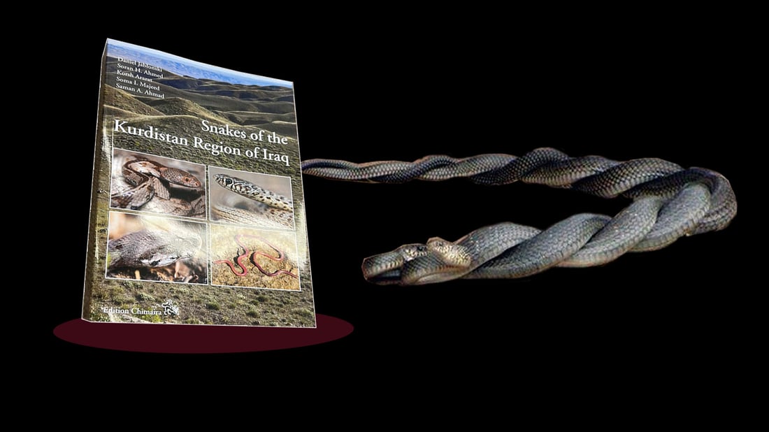 “ره‌شمار”ه‌ تێكئاڵاوه‌كان عاشق نین بەڵکو دوو مارى نێره‌ن و شه‌ڕ ده‌كه‌ن