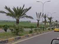 Basra farmer cultivates palm trees in Mosul and Dohuk, defying conventional beliefs