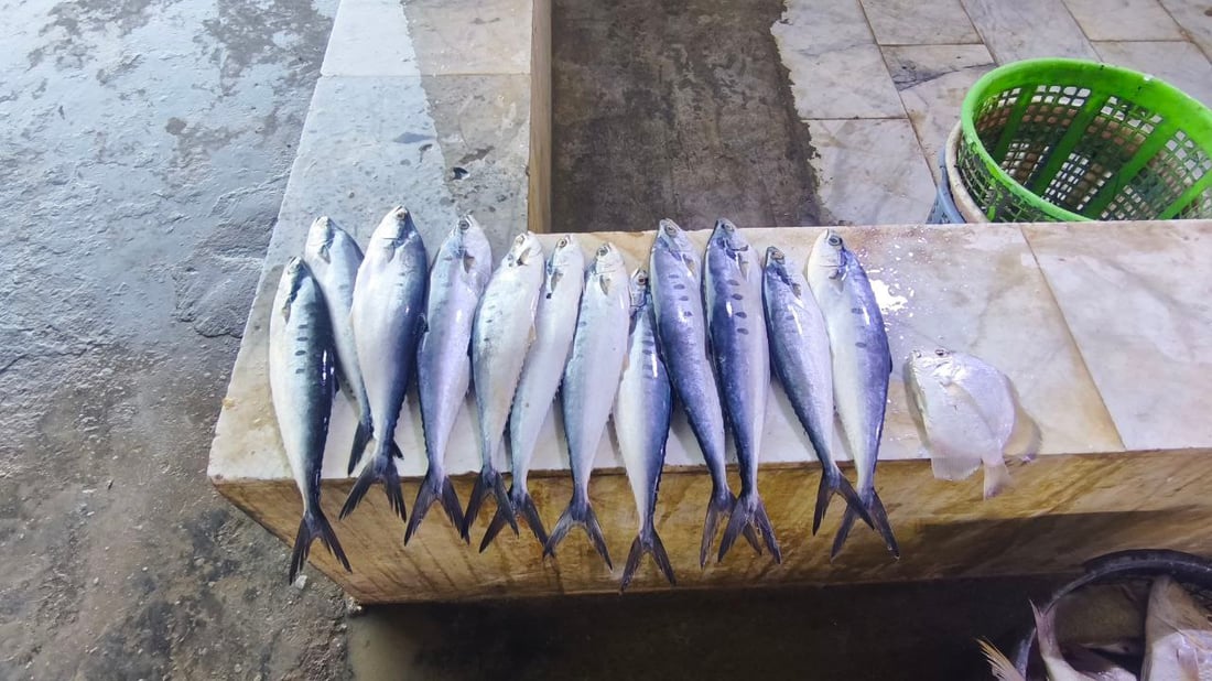 صور: عودة سمك الداكوك إلى أسواق الفاو بكمية 500 كغم.. الكيلو بـ 13 ألف دينار