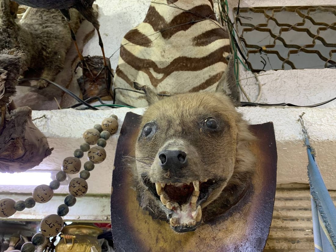 أسد ودب قطبي وأرخصها الهدهد.. الكربلائي تعلم التحنيط واشتهر في كّل العراق (صور)