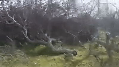 زیاتر لە 100 دارى سروشتى دەبڕدرێتەوە