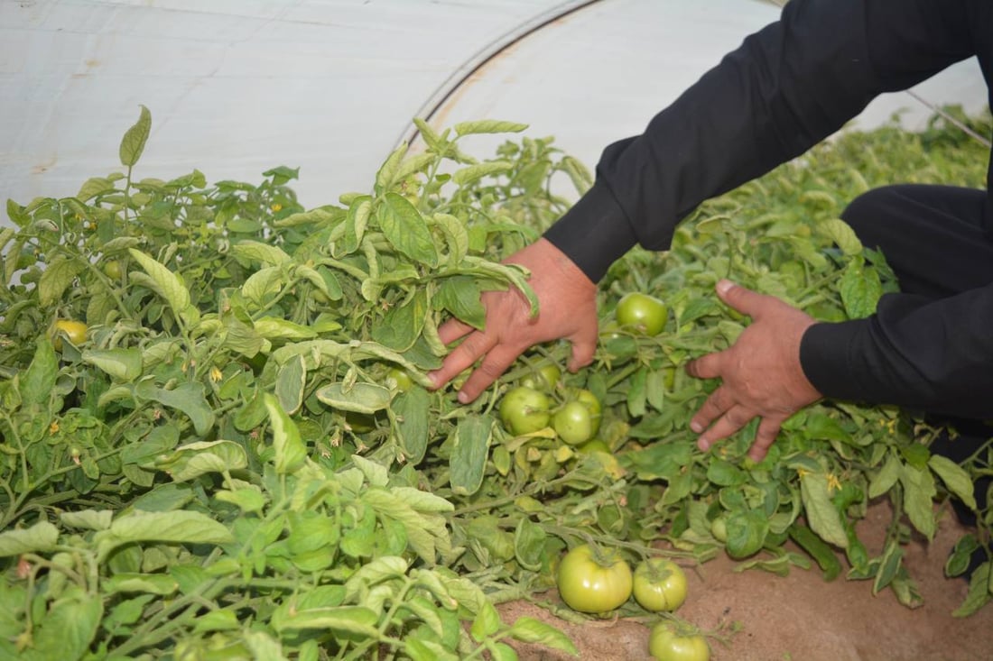 طماطة الزبير الأشهى والأكثر خسارة في العراق.. قائمة بالديون والنفقات (صور)