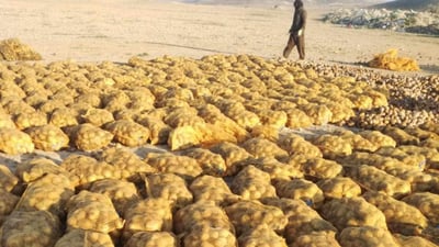 لە عەلوەى کەلار 10 تۆن پەتاتە دەستى بەسەرداگیرا