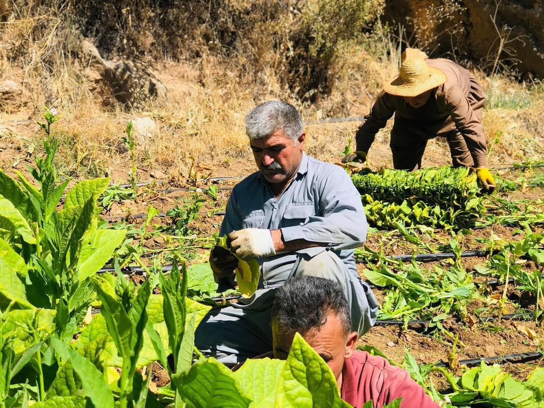 هێشتا باڵه‌كایه‌تى له‌ چاندن و به‌رهه‌مهێنانى تووتن نه‌كه‌وتووه‌
