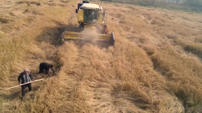 شاهد من الجو: بدأ حصاد العنبر والياسمين في المشخاب.. الرز العراقي الفاخر