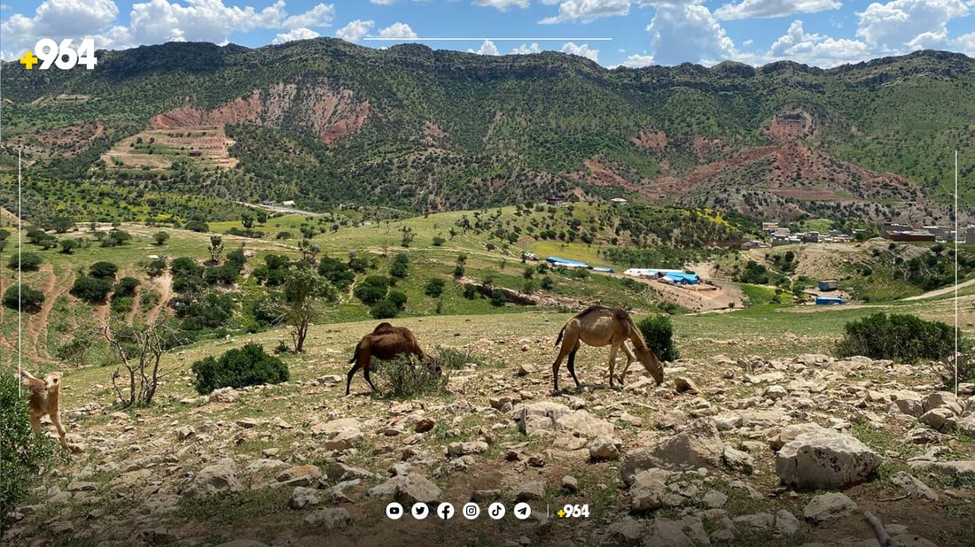 شوانکارێکی موسڵ بۆ لەوەڕاندن حوشترەکانی هێناوەتە گوندێکی دهۆک