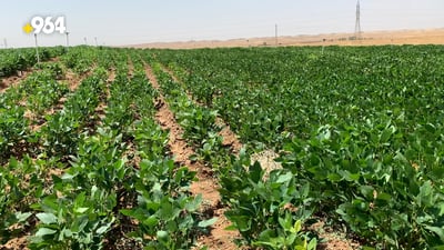 فيديو من مزارع “اللحم النباتي”.. الصويا يحب الحر ونجحت زراعته في العراق