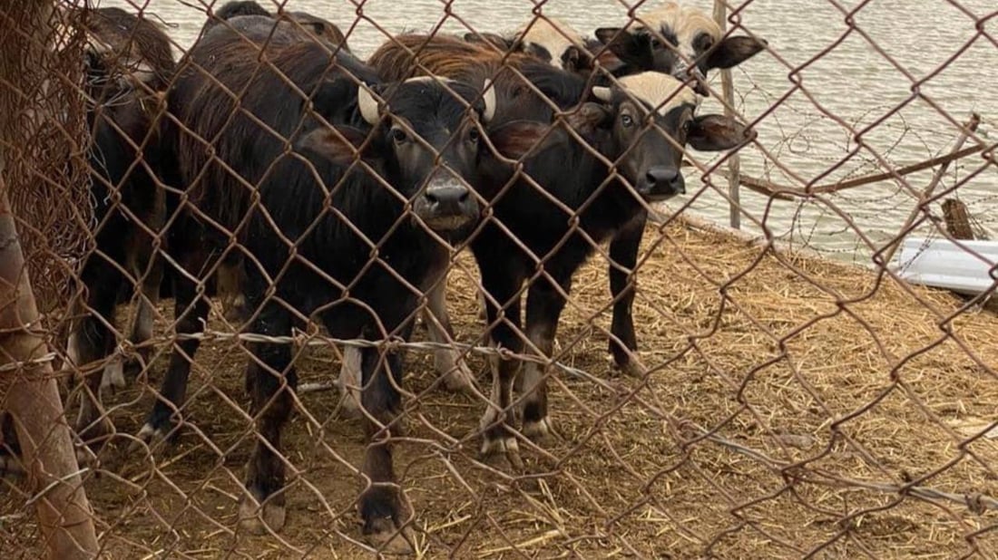 البصرة توزع “دبس السكر” على جواميس الأهوار لفتح شهيتها وزيادة الخصوبة