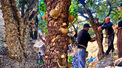 له‌ بنارى قه‌ندیل ده‌ست به‌ دروستكردنى بنێشتى كوردی كرا