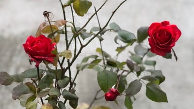 لەناو سەرما و بەفری پێنجوێن گوڵەباخەکان هەر گەشن