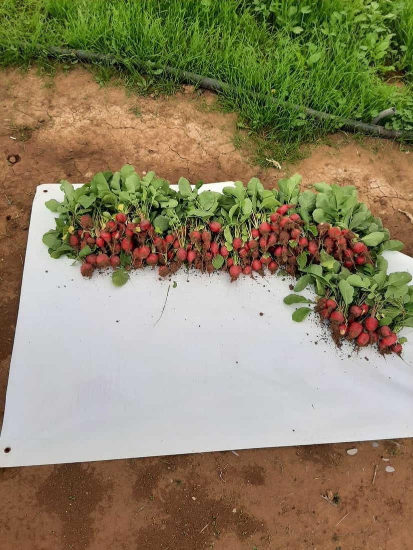 توره‌كانى كشتوكاڵى هه‌ولێر پێگه‌یشتن