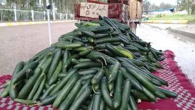 صور: الخيار المحلي والخس المستورد يطيحان بالأسعار في سوق التون كوبري