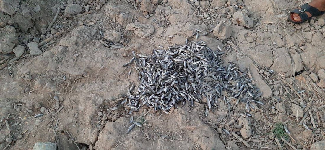 صور: هور “السناف” بركة هامدة.. الحكومة “لا تفعل شيئاً” غير مراقبة الصيادين!