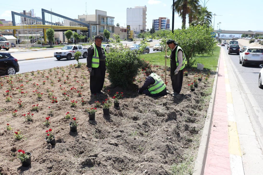 زەردەشت رەفیق، وتەبێژی سەرۆكایەتی شارەوانیی سلێمانی بە تۆڕی964ی وت، گوڵ و دارەكان لە كوالیتی بەرز و جوانەكان رەنگ و شێوە و شكلێكی جیاوازیان هەیە و دیمەنێكی جوان بە شەقامەكانی سلێمانی دەبەخشێت.