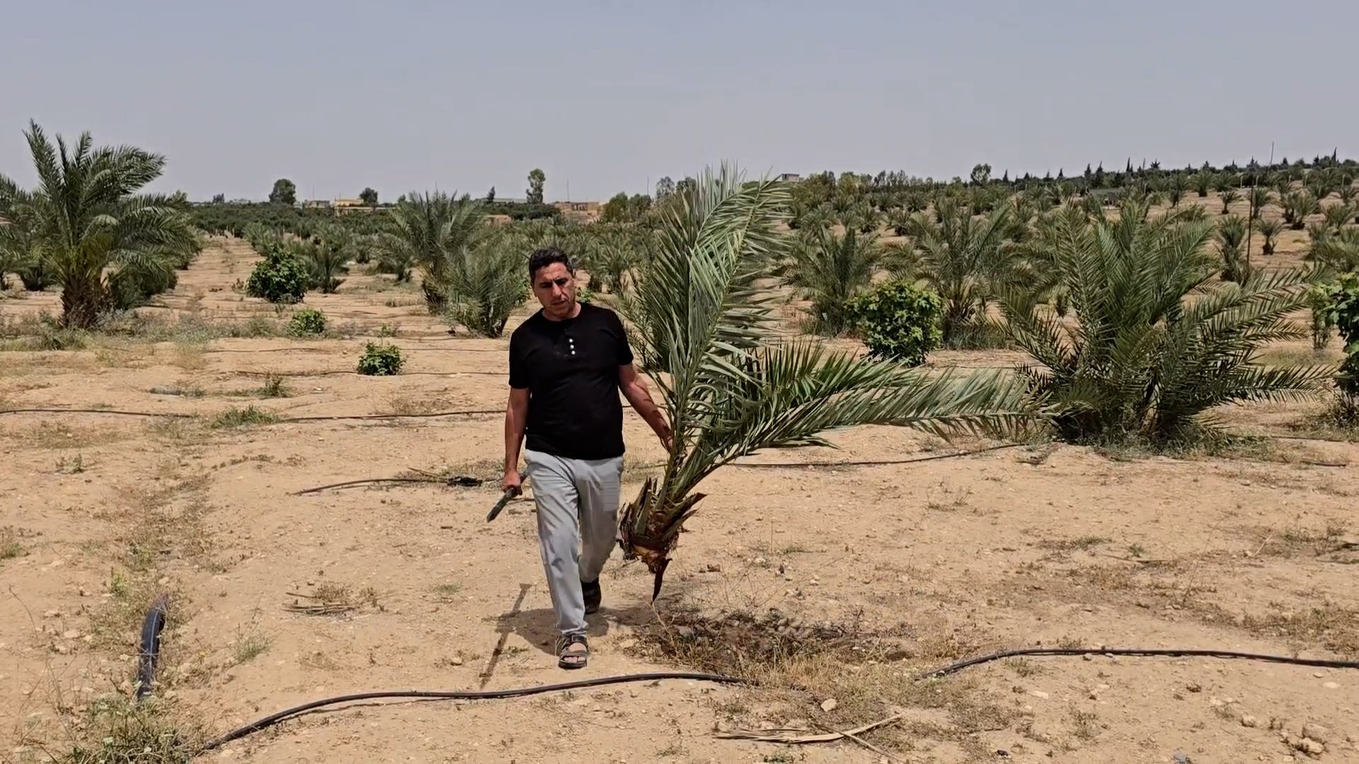 Nineveh sees revival of palm cultivation as Mosul nursery expands reach