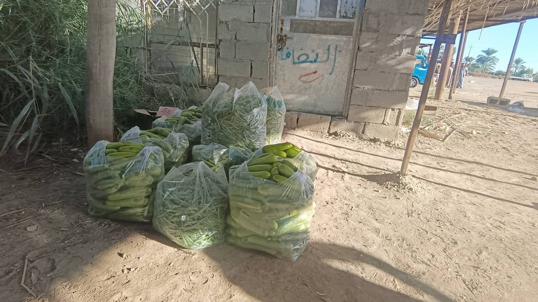 حصاد الشتاء بدأ في الرضوانية والعلاوي تبيع ما تبقى من محاصيل الصيف (صور)