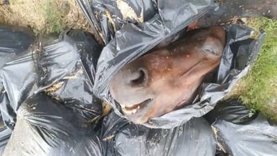 نزیکەی 20 سەر ئەسپ بە سەربڕاوی دۆزرانەوە