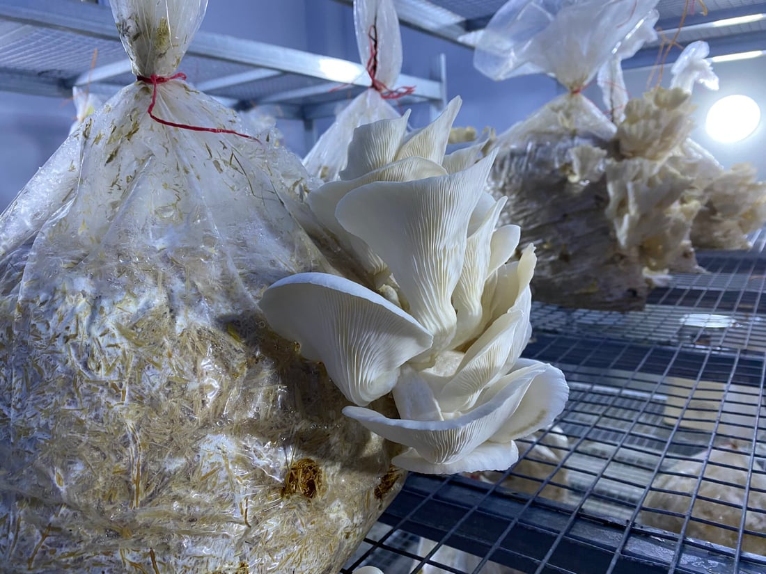 هۆڵێكى به‌رهه‌مهێنانى قارچك كراوەتەوە باشترین جۆریان بەرهەمهێناوە