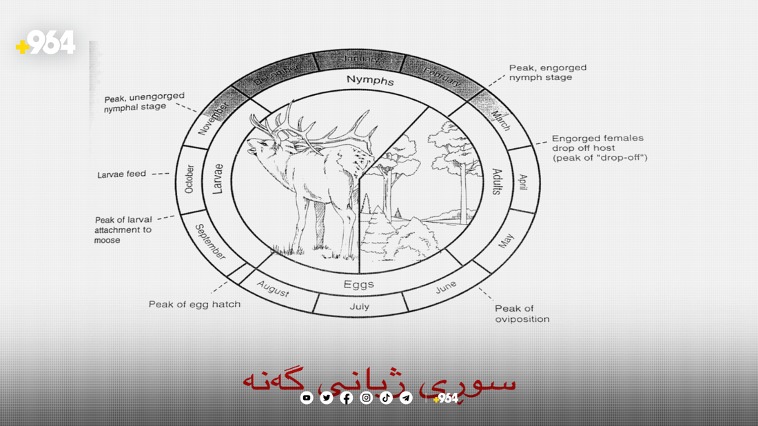 دکتۆرێک: مێرووی گەنە لە ژینگەی ناتەندروست دەژیت