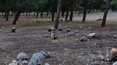 سنەوبەرەکانی دارستانی کێوەڕەشی رانیە دەبڕدرێنەوە