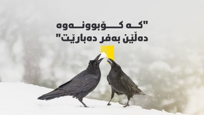 قەلە رەشەکان بۆچی بە کۆمەڵ کۆدەبنەوە؟