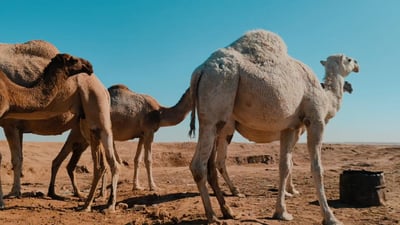 Family draws crowds by selling camel milk along Daquq-Tuz Khurmatu road