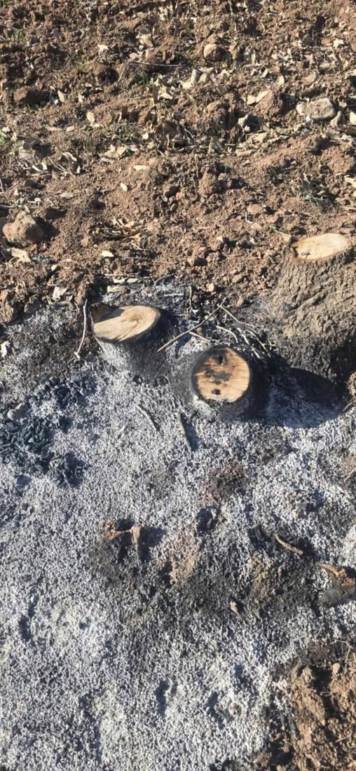 بە بڕینی دارەکان رازی نەبوون؛ بن و ریشەشیان سووتاندن