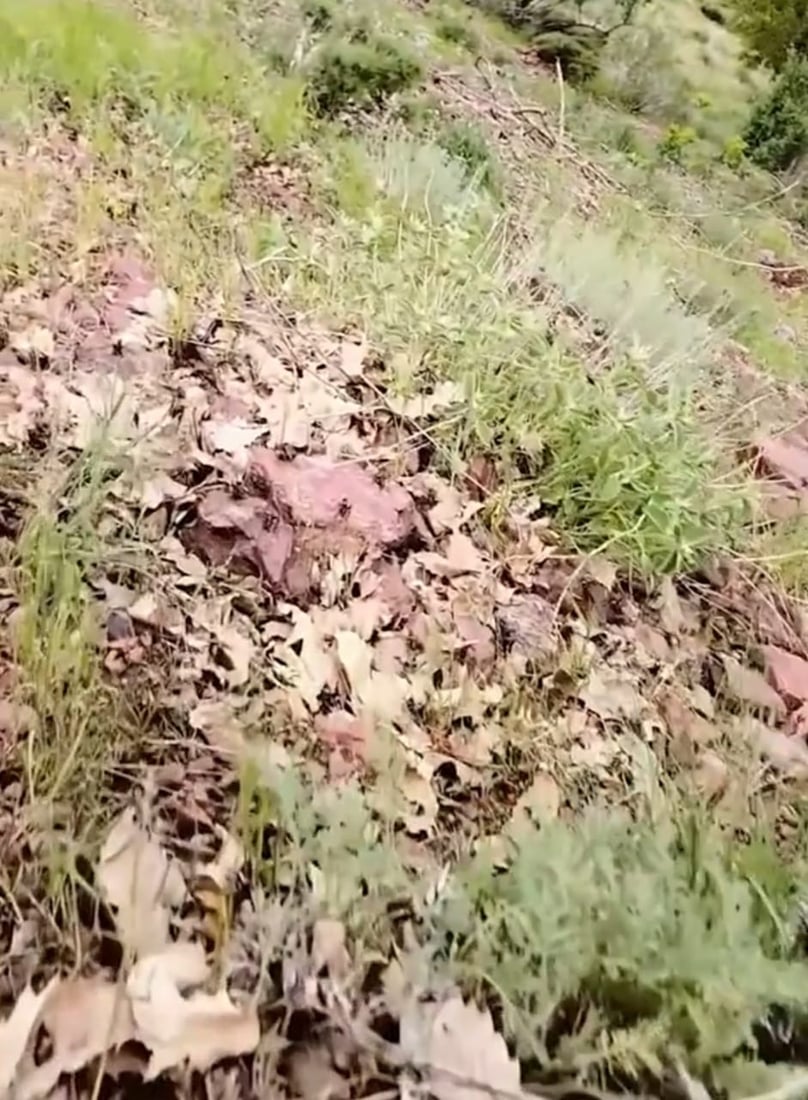 Grasshopper infestation threatens agriculture in Sidakan