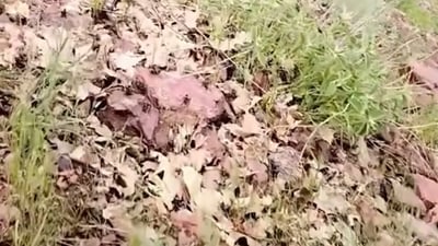 Grasshopper infestation threatens agriculture in Sidakan