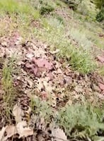 Grasshopper infestation threatens agriculture in Sidakan