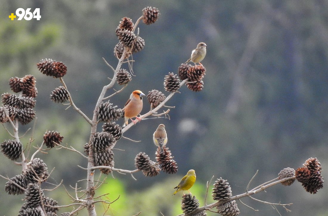 باڵنده‌ كۆچه‌رییه‌كان لە هه‌رێمی كوردستانه‌وه‌ ده‌چنه‌ ناوچه‌ سارده‌كان