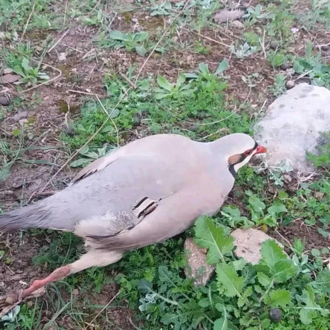 بحوزته “طير حجل نادر” ومكبر صوت.. شرطة الغابات تعتقل صياداً في دربندخان