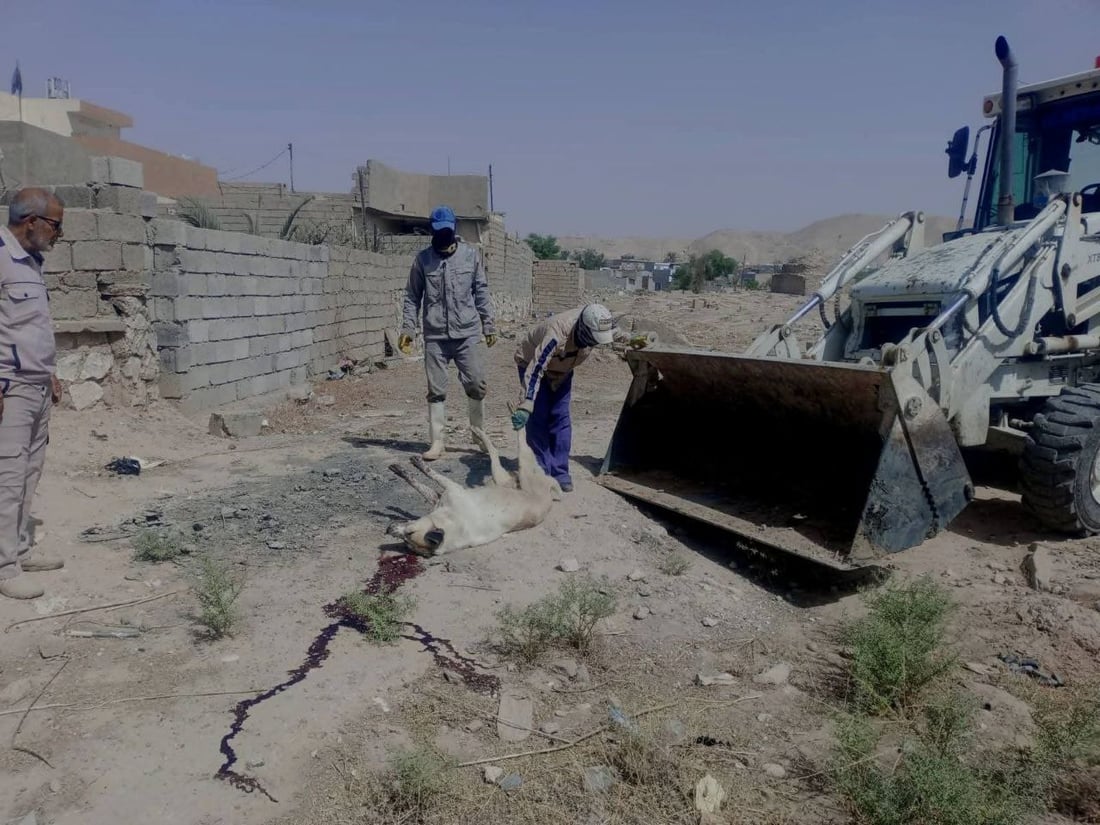 مامۆستایەکی ئاینی: نابێ بە پێدانی ژەهر سەگ لەناو ببرێ