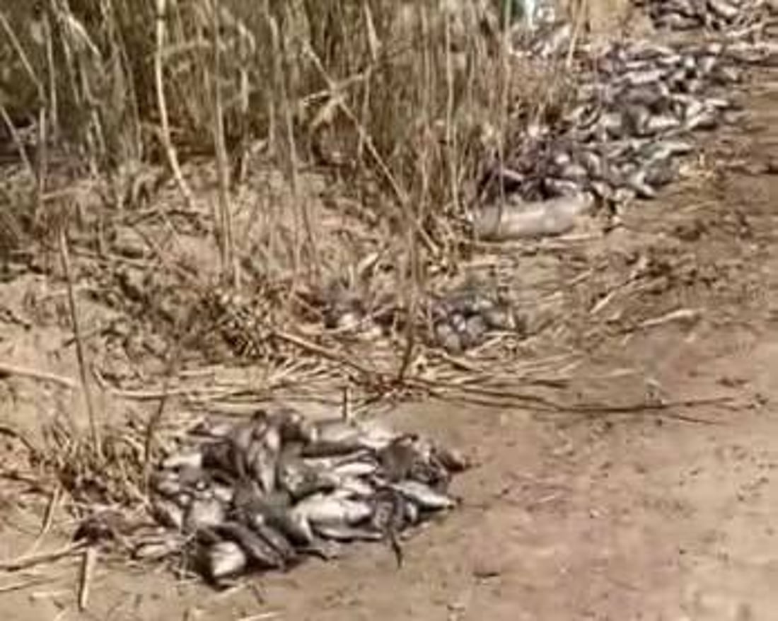 صور: قوة أمنية تردم بحيرات المدائن.. لم تمهل المربين نقل أسماكهم إلى مكان آخر