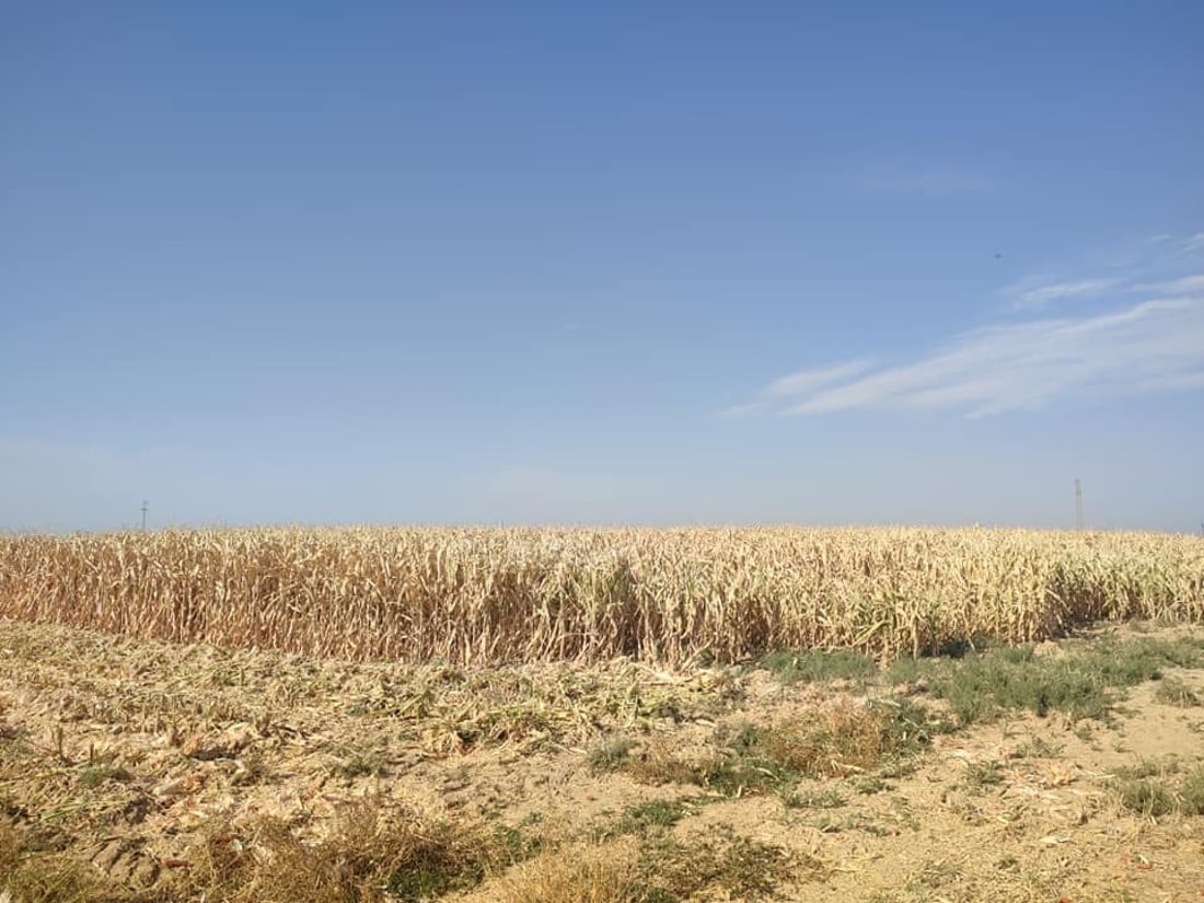 دروێنه‌ى گه‌نمه‌شامی لە مه‌خمور ده‌ستيپێكرد
