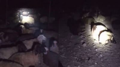 لەبەر بێ ئاوی مەڕوماڵات نابەنەوە گوند و شەوان لە دەرەوە دەمێننەوە