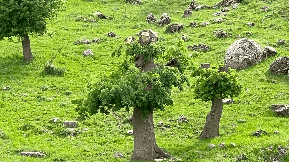 له‌ دۆڵى مه‌له‌كان به‌لێشاو دارى ته‌ڕ ده‌بڕدرێت و ده‌كرێت به‌ خه‌ڵوز