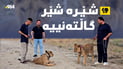 شێر بەخێوکردن لە سیتەک؛ دانەی بە 45 گەڵای پێدراوە