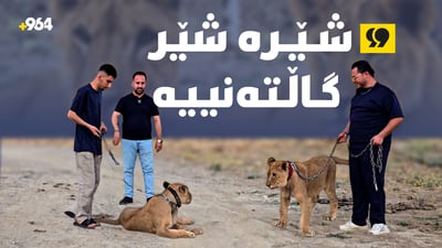 شێر بەخێوکردن لە سیتەک؛ دانەی بە 45 گەڵای پێدراوە
