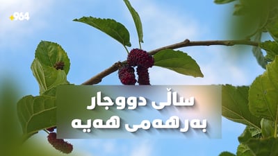 دار تووە جیاوازەکەی سەیدسادق ساڵی دووجار بەرهەمی دەبێت