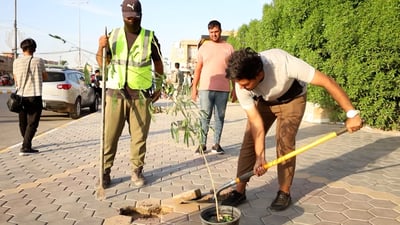 خطة لتطويق البصرة بأشجار المانكروف والسدر من الفاو إلى طريق الناصرية