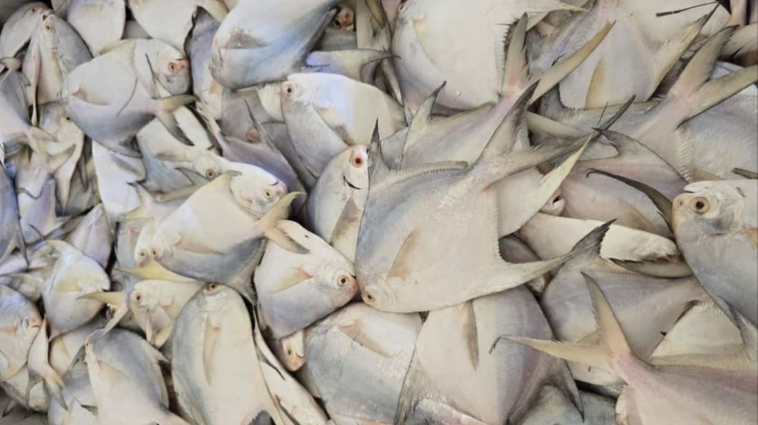 أكثر من 10 أطنان سمك في مرسى النقعة.. ذروة موسم النويبي والروبيان جامبو (صور)