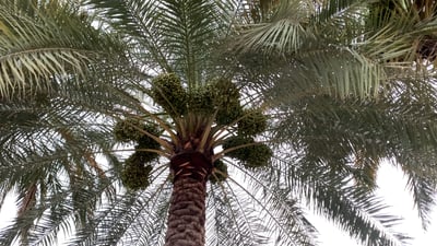 Karbala turns to desert lands for ambitious palm expansion
