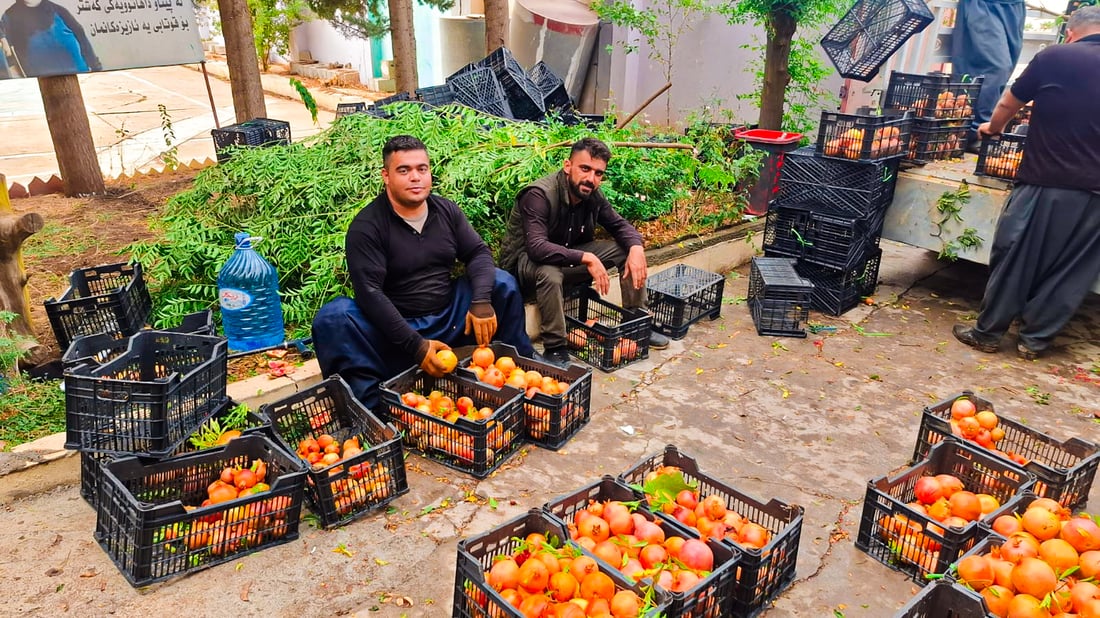 حەوشەی قوتابخانەیەک لە سەیدسادق بووەتە باخێکی میوە
