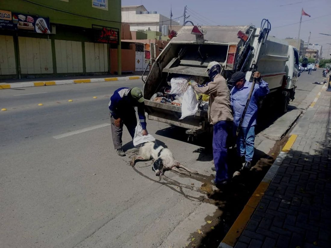 مامۆستایەکی ئاینی: نابێ بە پێدانی ژەهر سەگ لەناو ببرێ