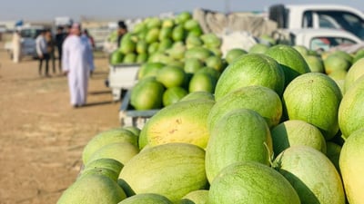 فيديو: جنوب العراق لا يشتري رقّي ربيعة.. خسائر نينوى فادحة و”البيك أب” بـ100 ألف