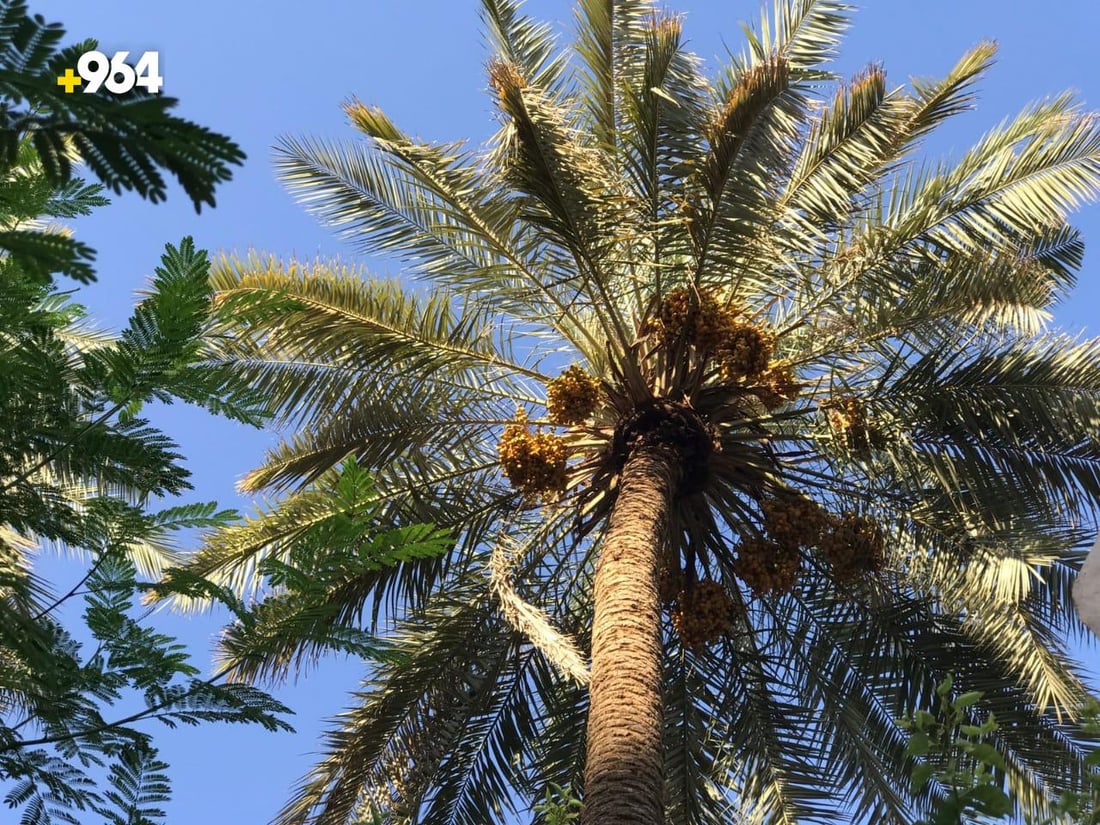 يدخل في صناعة خمر بعشيقة.. لماذا تصرّ كربلاء على زراعة الزهدي أرخص التمور؟