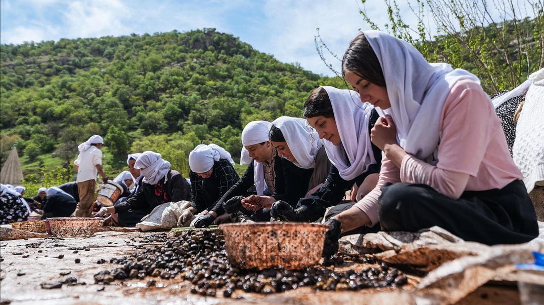 هه‌ڵمه‌تى رنینه‌وه‌ى زه‌یتونه‌كانى لالش بۆ داگیرسانى 365 چرا ده‌ستپێده‌كات‌