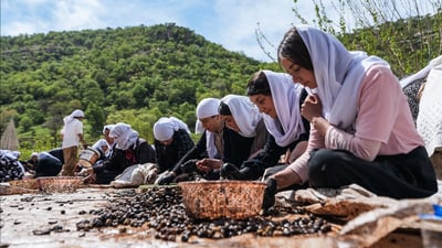 هه‌ڵمه‌تى رنینه‌وه‌ى زه‌یتونه‌كانى لالش بۆ داگیرسانى 365 چرا ده‌ستپێده‌كات‌