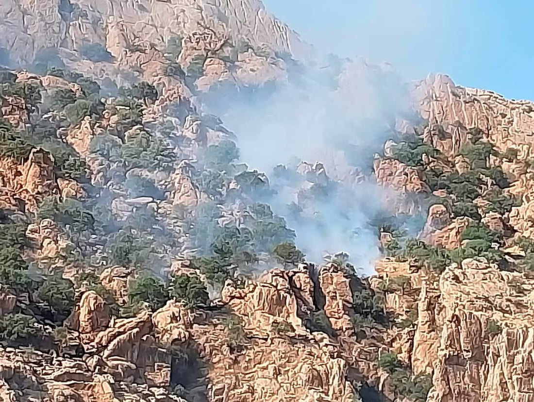 ئاگرێک لە پیرەمەگروون نزیکەی هەزار دار بەڕووی سووتاند